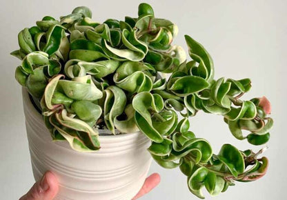 Hoya Compacta (Hindu Rope) – 8"