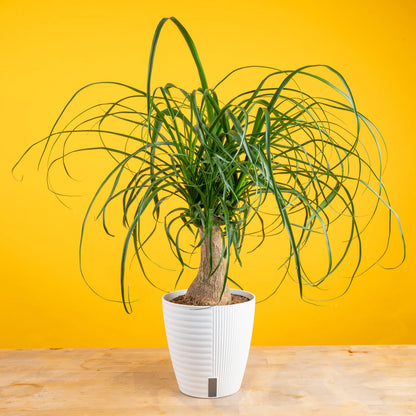 Beaucarnea recurvata (Ponytail palm)