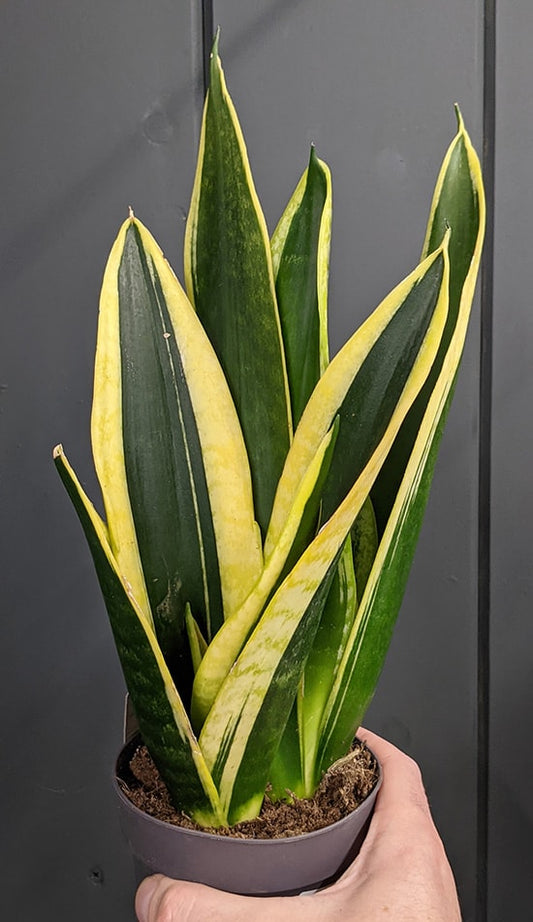 Sansevieria ‘Golden Edge’ (Snake Plant)
