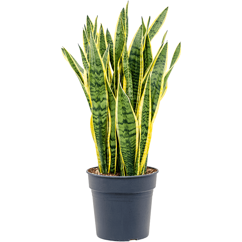 Sansevieria Laurentii (Snake Plant) – 8"