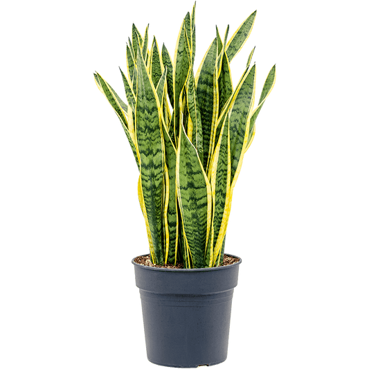 Sansevieria Laurentii (Snake Plant) – 8"
