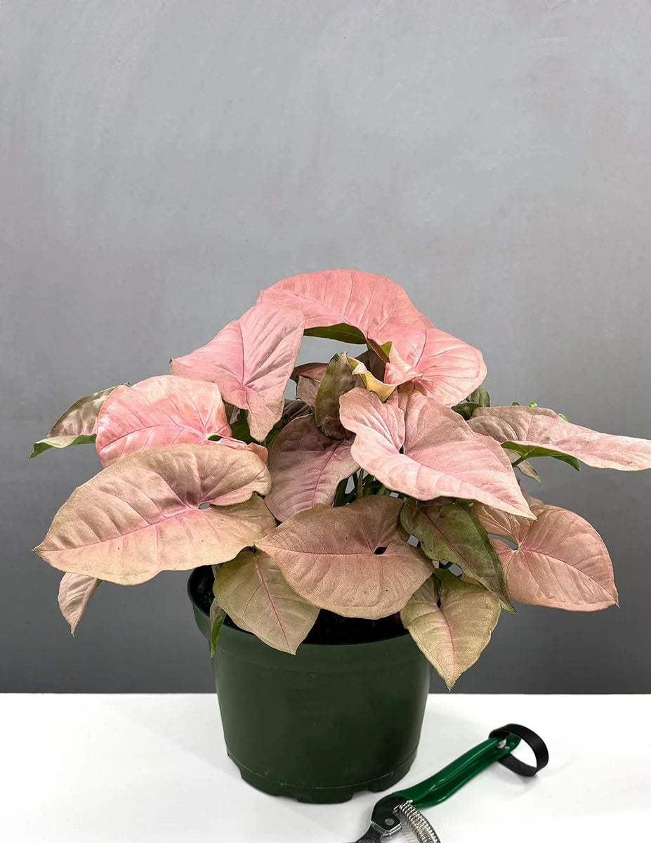 Syngonium Neon (Arrowhead Plant) – 6"