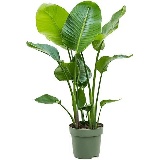 Strelitzia Nicolai (White Bird) 10"