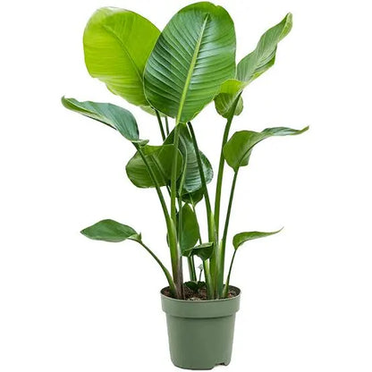 Strelitzia Nicolai (White Bird) 10"