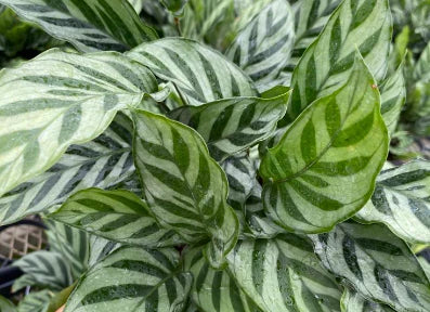 Calathea Freddy (Calathea concinna ‘Freddy’) – 6"
