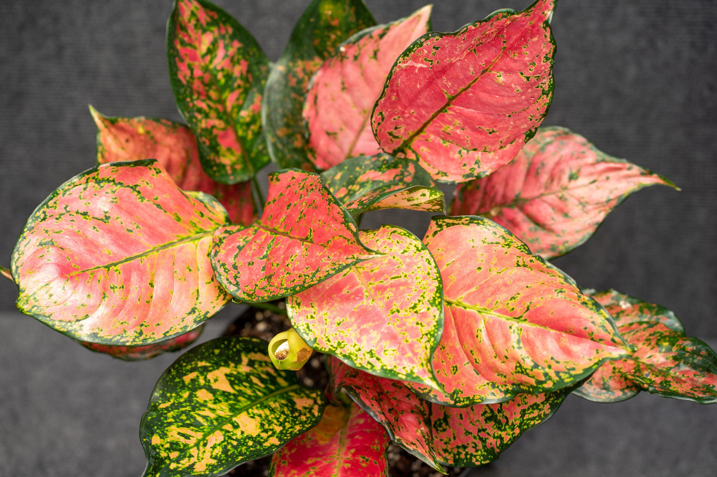 Aglaonema Wishes – 6"