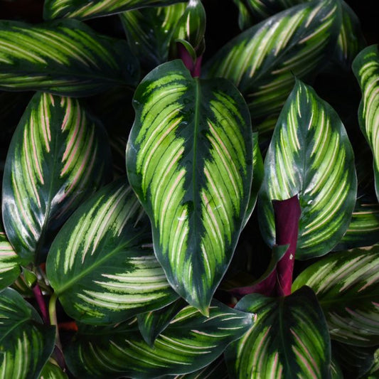 Calathea Beauty Star 6"