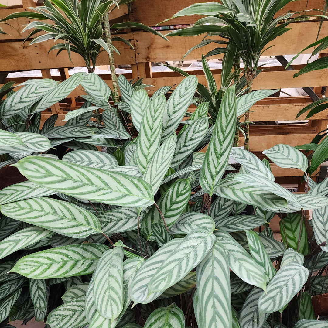 Calathea Exotica – 8"