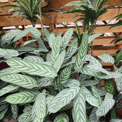 Calathea Exotica – 8"