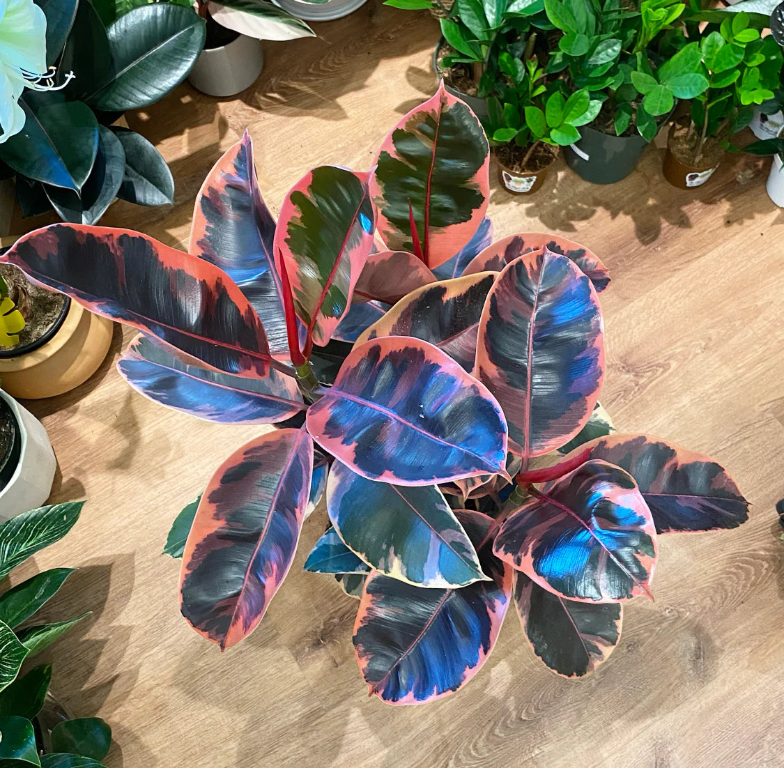 Ficus Elastica ‘Ruby’ – 8"