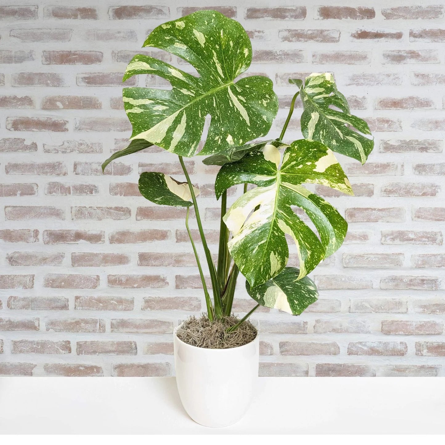 Monstera Thai Constellation – 10"