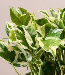 Pothos N’Joy (Epipremnum aureum ‘N’Joy’) – 4"