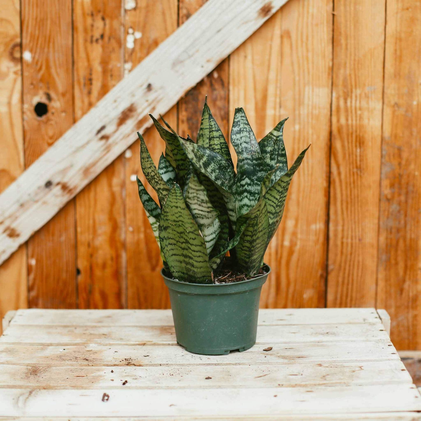 Sansevieria Futura Robusta (Snake Plant) – 6"
