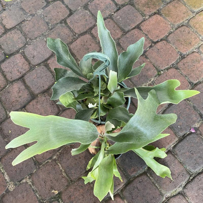 Platycerium (Staghorn ferns)  6"