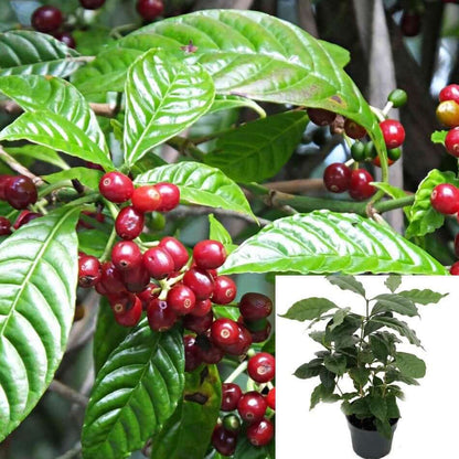 Coffee Plant 4"
