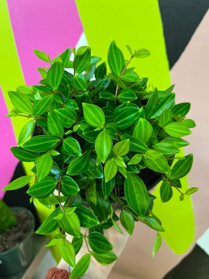 Peperomia ‘Diamond’ — 4”