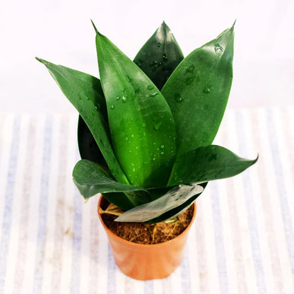 Sansevieria Black Dragon  4"