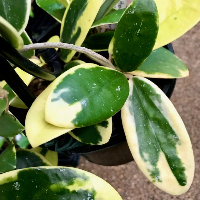 Hoya Acuta Albo Marginata 4"