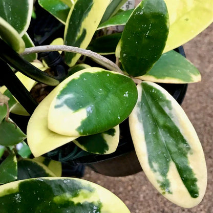 Hoya Acuta Albo Marginata 4"