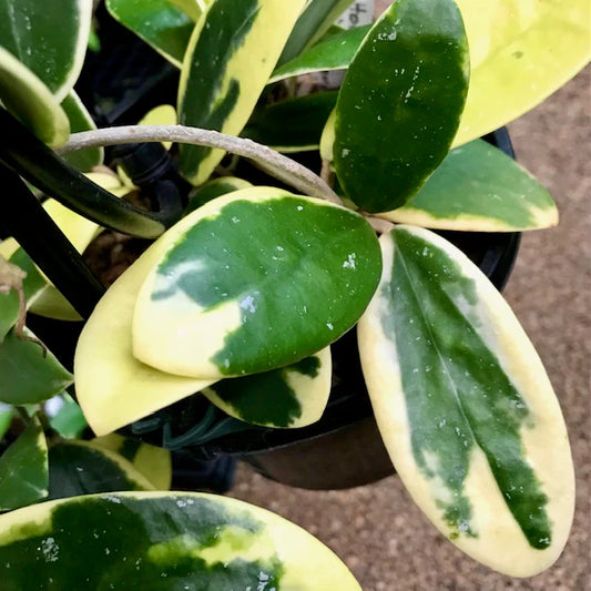 Hoya Acuta Albo Marginata 4"