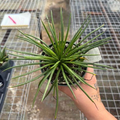Agave Gemniflora — 4”