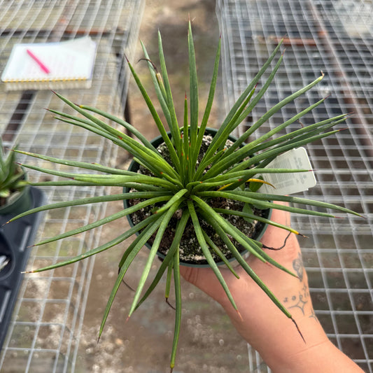 Agave Gemniflora — 4”