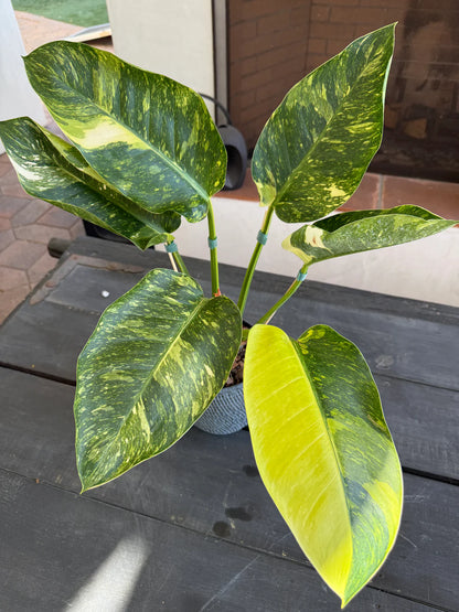 Philodendron Green Congo