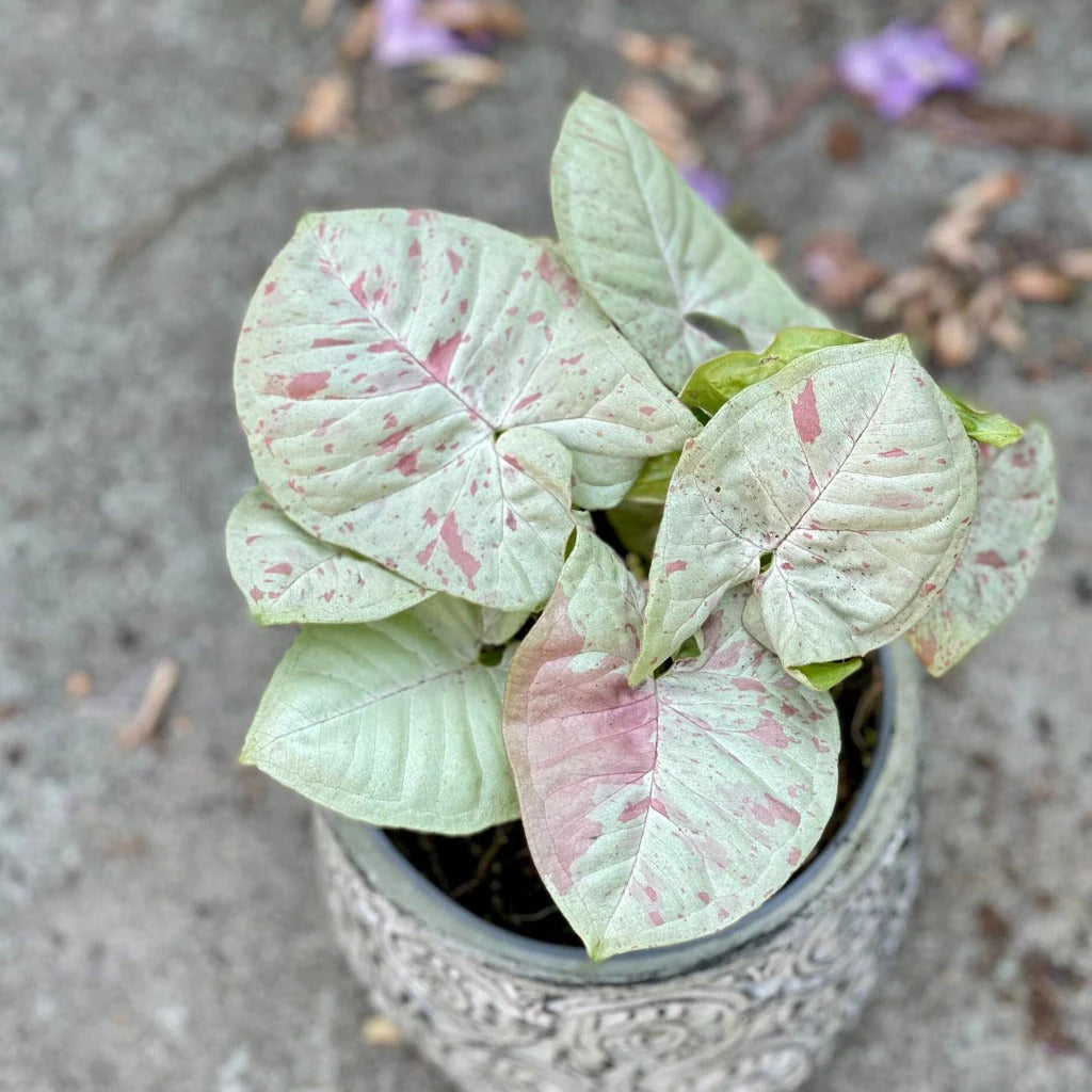 Syngonium Confetti — 4”