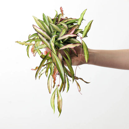 Hoya Wayetti Tricolor 4"