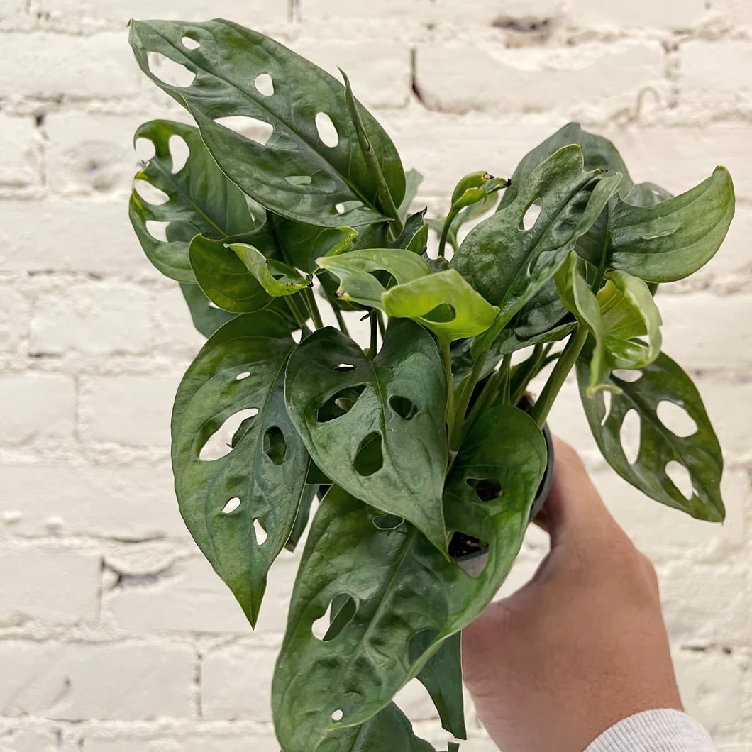 Swiss Cheese Plant (Monstera adansonii) – 6"