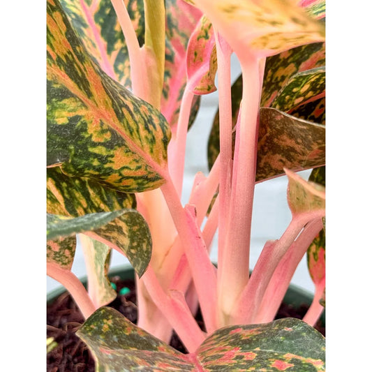 Aglaonema Chanel – 6"