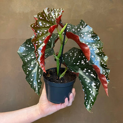 Begonia ‘Crackling Rosie’ – 6"