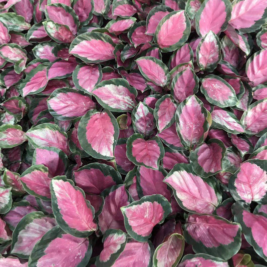 Calathea Rosy