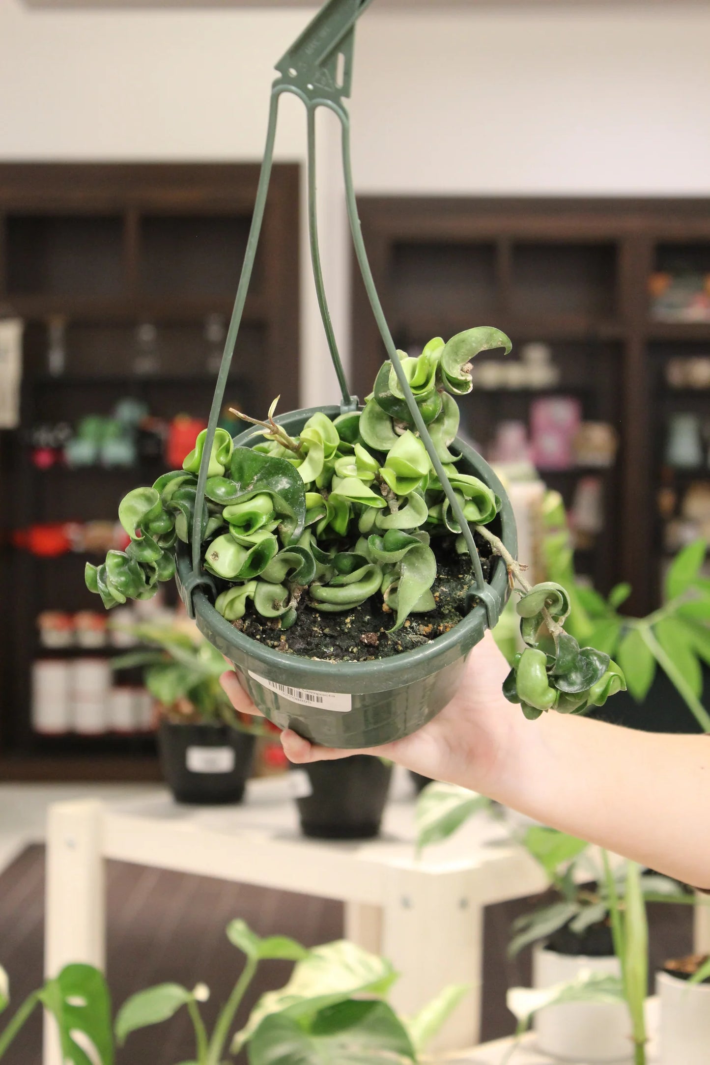 Hoya Compacta (Hindu Rope) – 8"