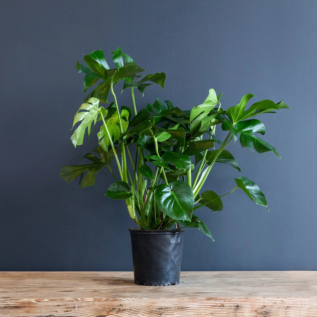 Monstera Deliciosa – 10"
