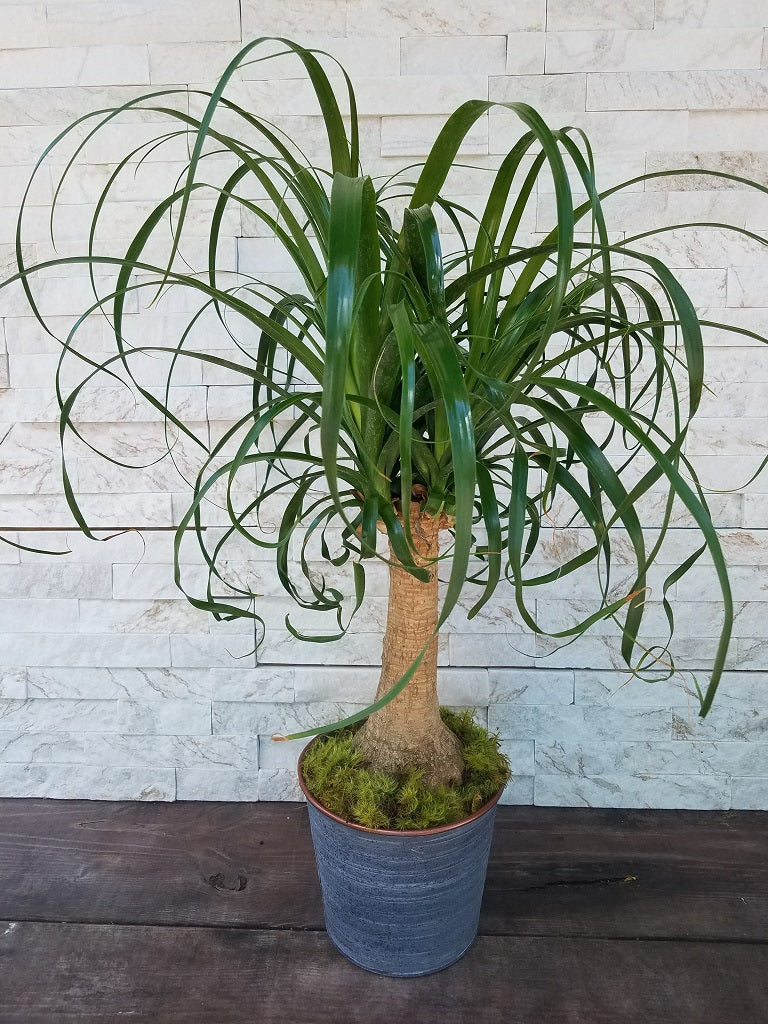 Beaucarnea recurvata (Ponytail palm)