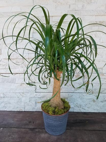 Beaucarnea recurvata (Ponytail palm)