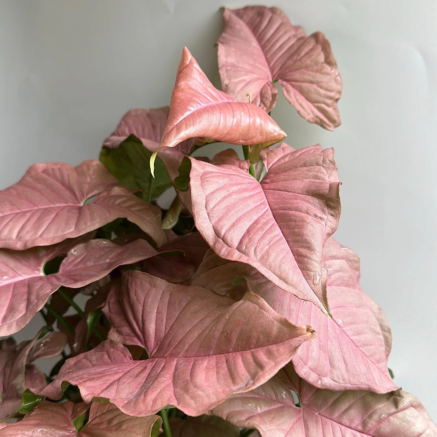 Syngonium Neon (Arrowhead Plant) – 6"