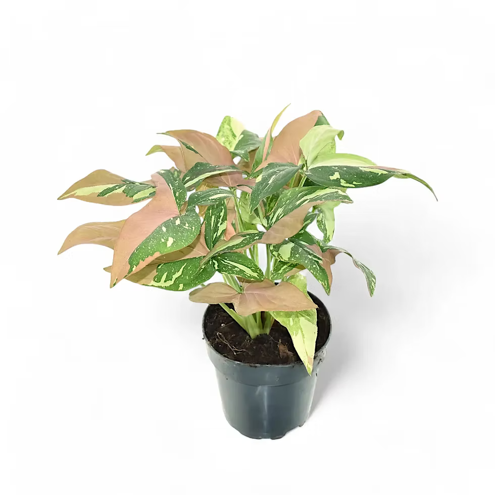 Syngonium Tricolor (Arrowhead Plant) – 6"