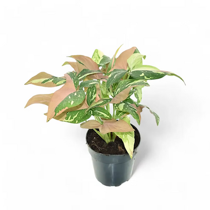 Syngonium Tricolor (Arrowhead Plant) – 6"