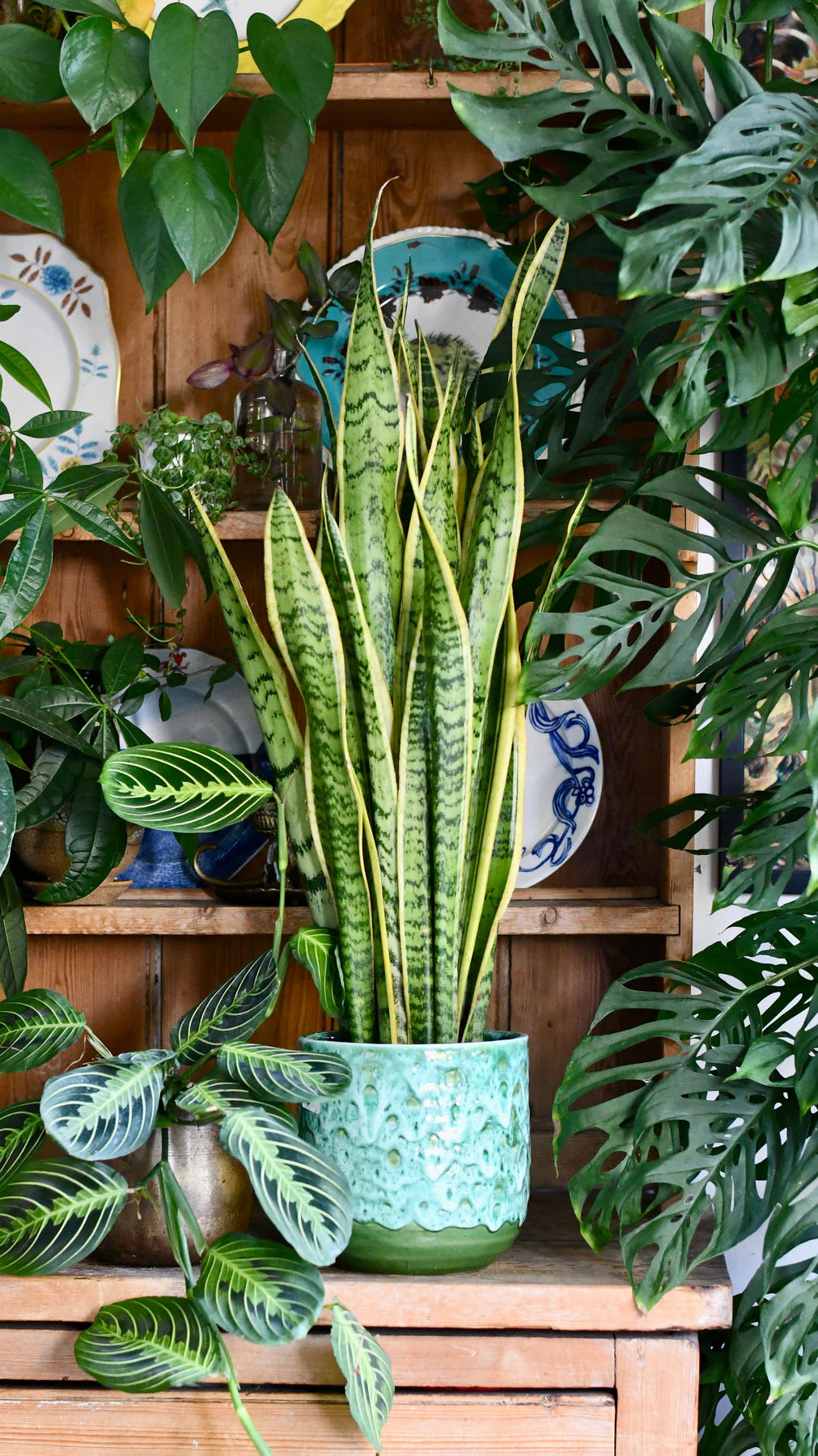 Sansevieria Laurentii (Snake Plant) – 8"