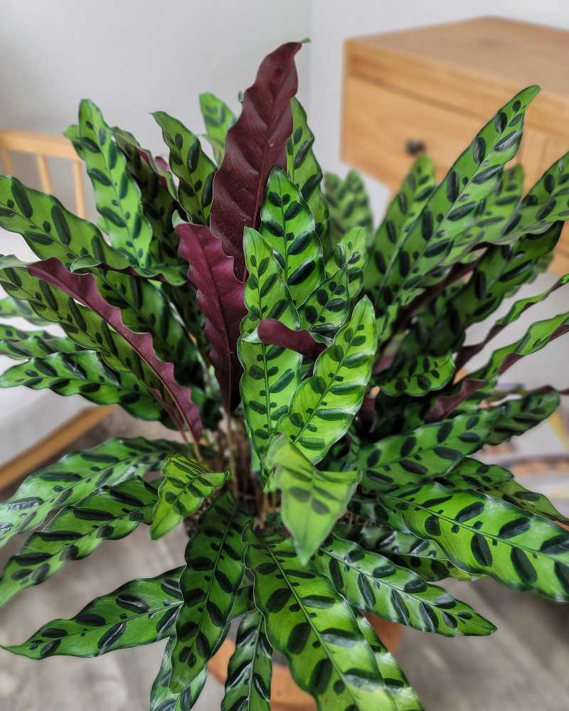 Calathea Lancifolia (Rattlesnake Plant) – 6"