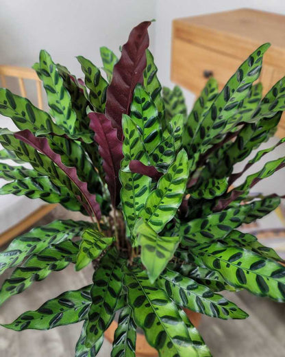 Calathea Lancifolia (Rattlesnake Plant) – 6"