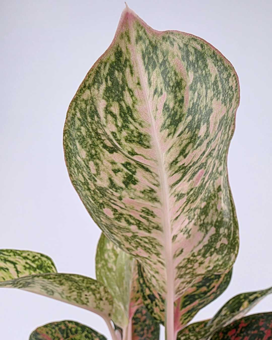 Aglaonema Chanel – 6"