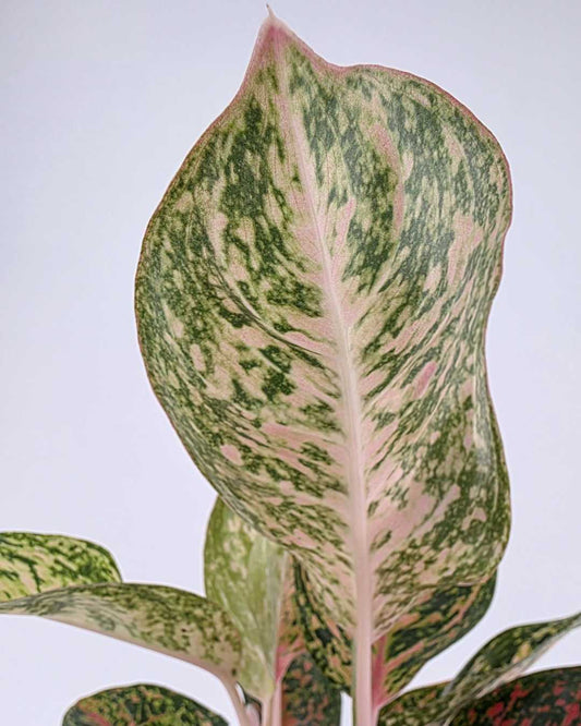 Aglaonema Chanel – 6"