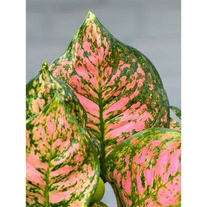 Aglaonema Wishes – 6"