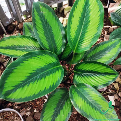 Calathea Beauty Star 6"