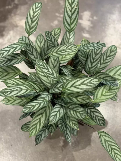 Calathea Exotica – 8"
