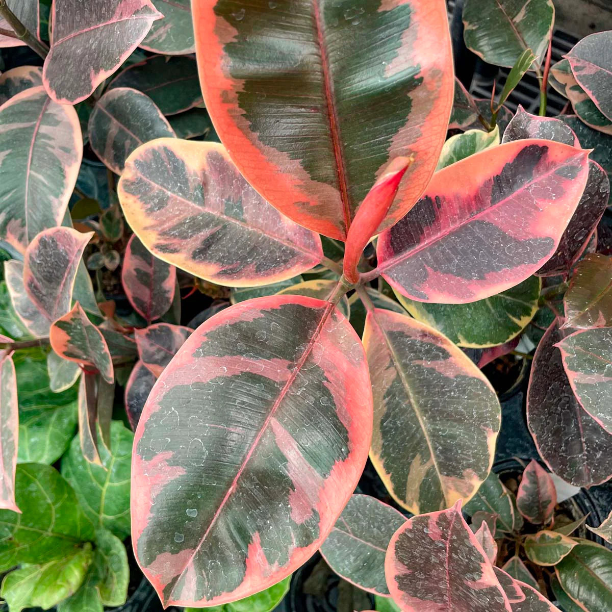 Ficus Elastica ‘Ruby’ – 8"