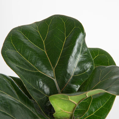 Ficus Lyrata ‘Bush’ (Fiddle Leaf Fig) – 8"
